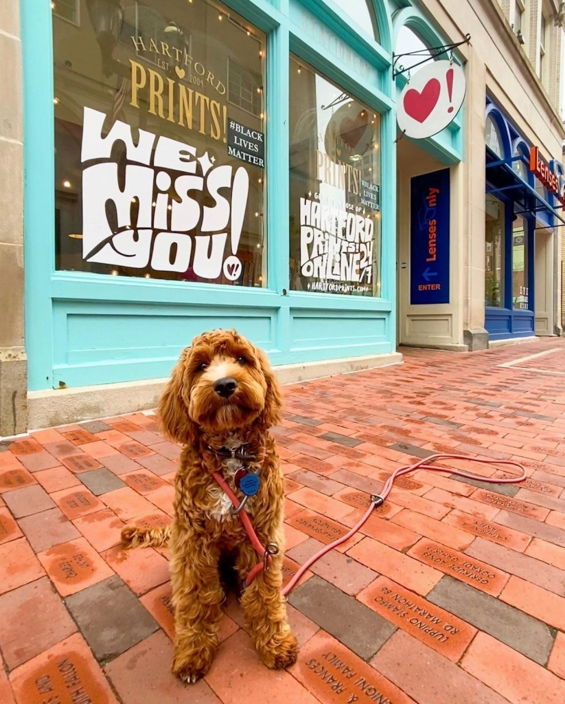 A goldendoodle puppy stands in front of Hartford Prints on Pratt Street.