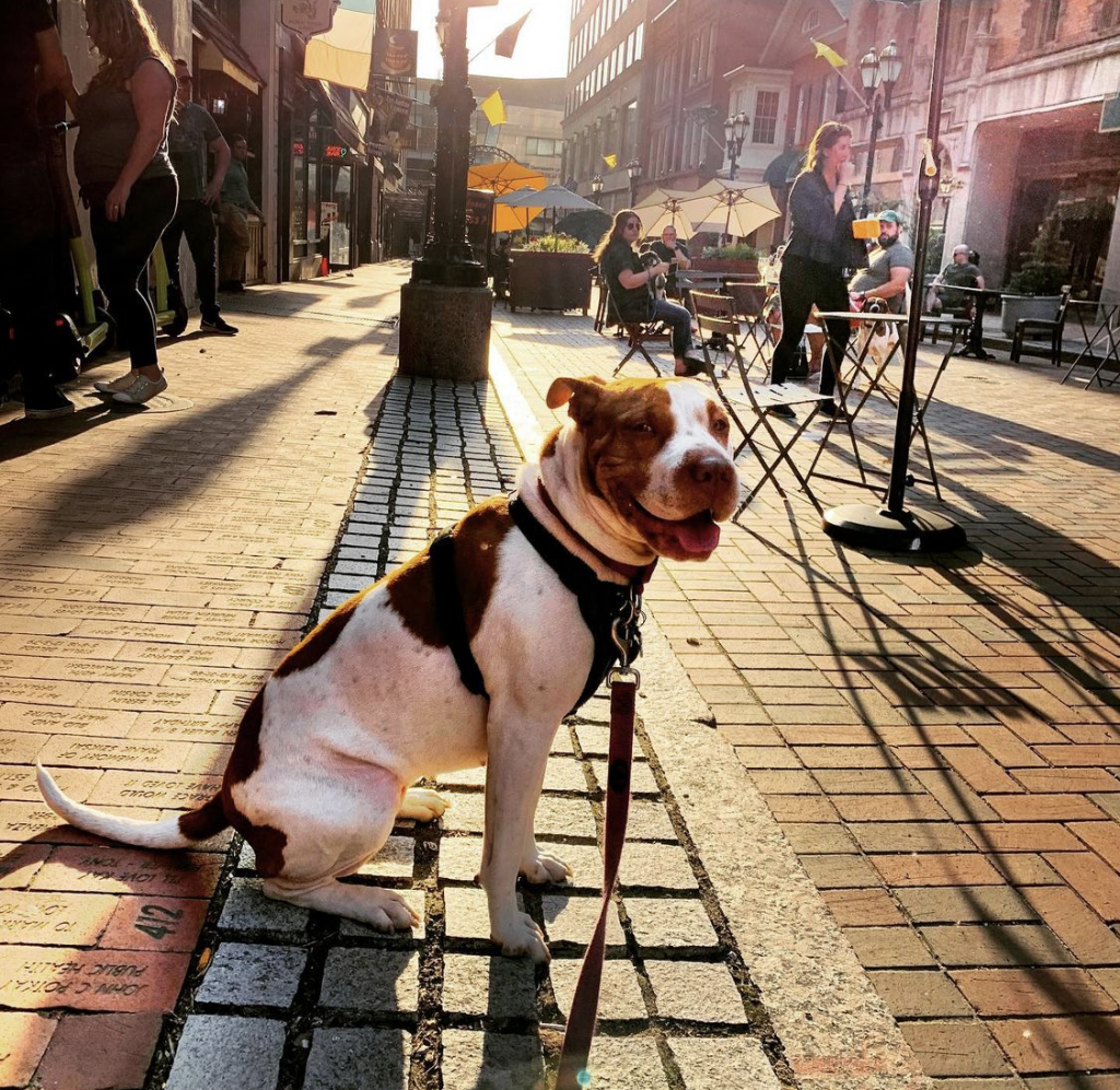 A mid-sized dog sitting on Pratt Street with the sun setting in the background.