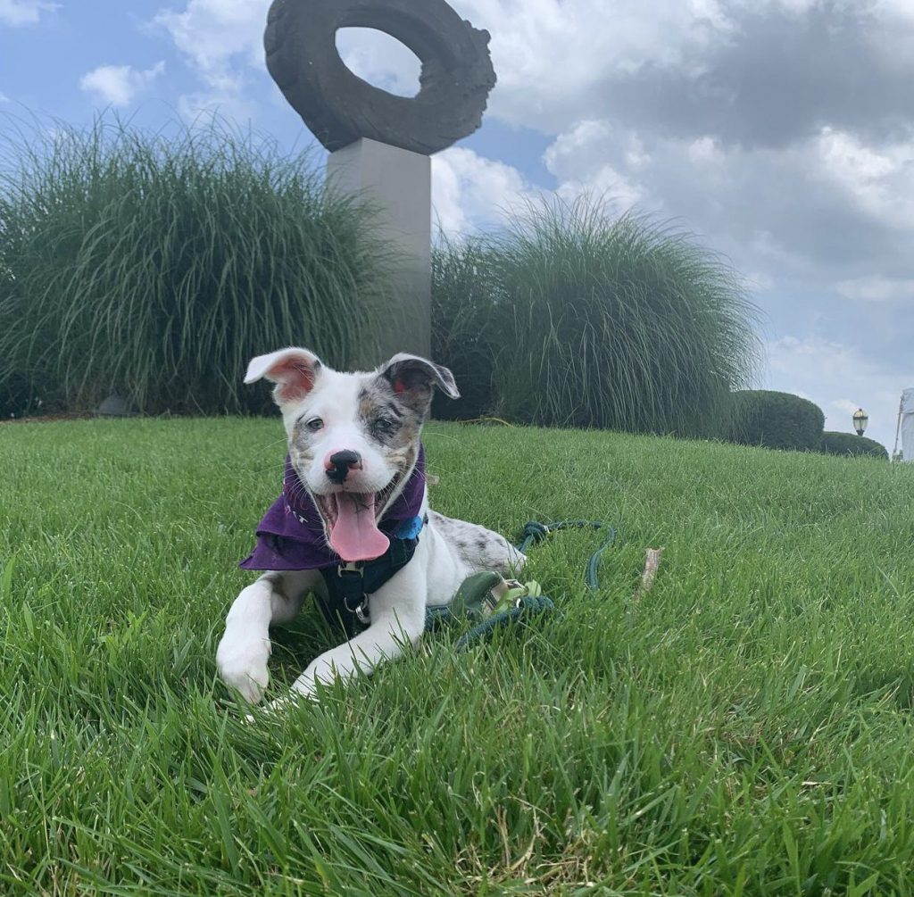 A puppy sitting on a grassy hill in Hartford.
